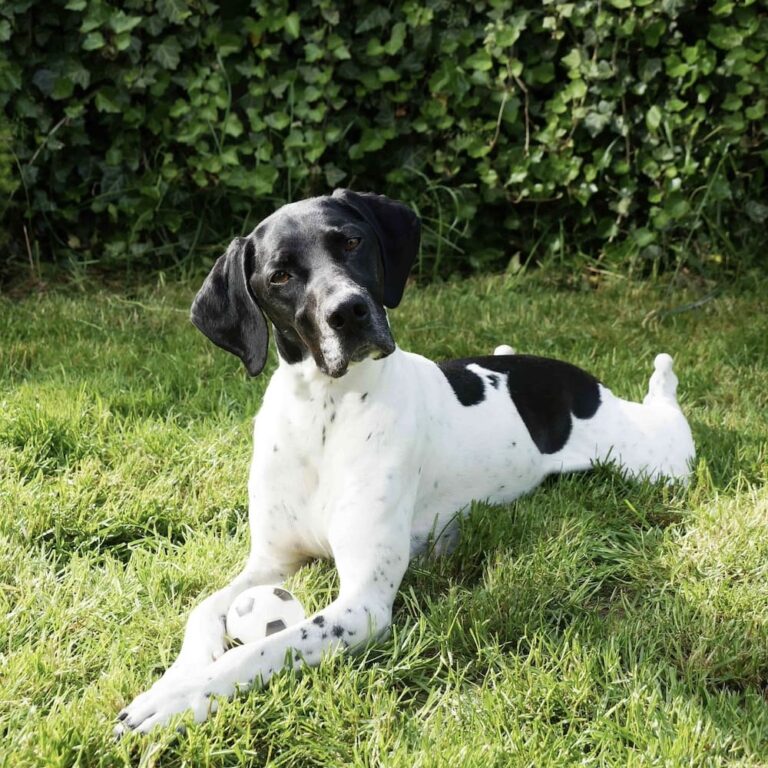 Hund liegt in grüner wiese mit Ball